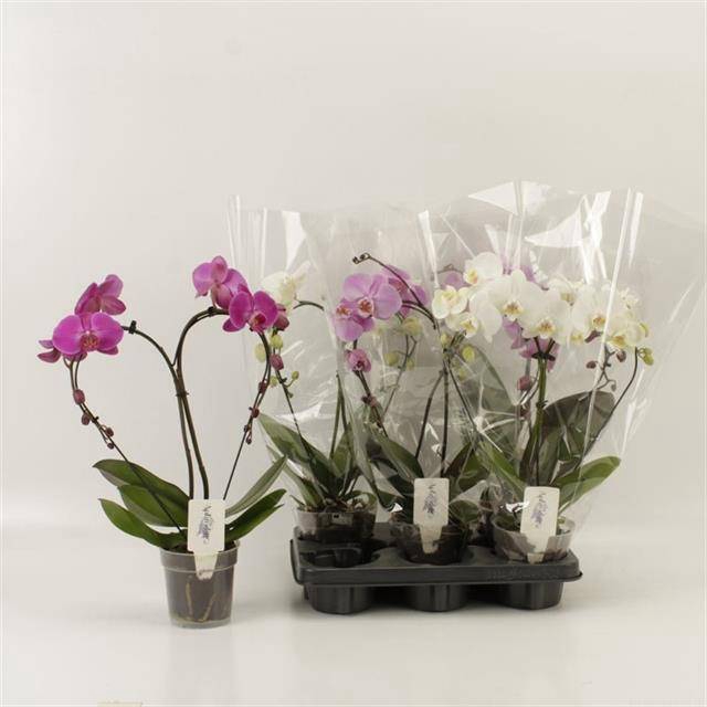 <h4>PHAL OV</h4>