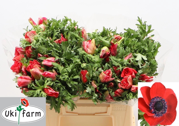 <h4>ANEM CO GALIL ROOD</h4>