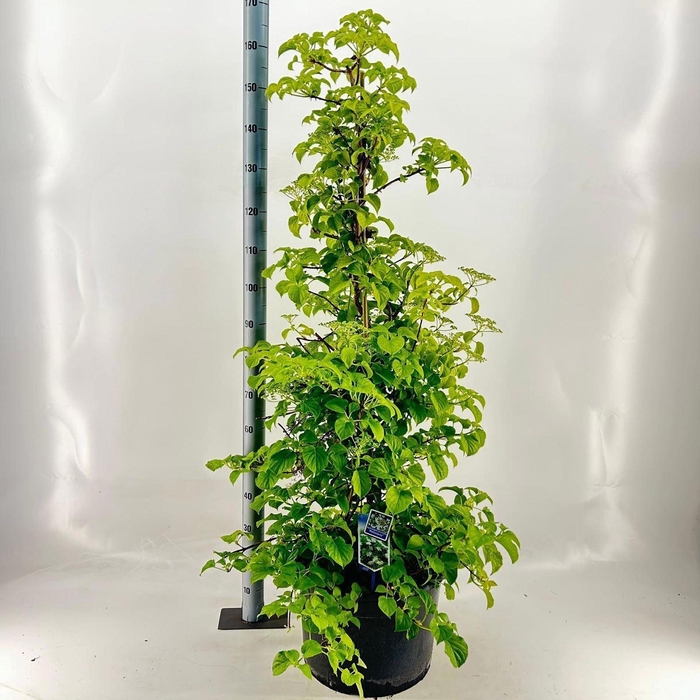 <h4>Hydrangea anomala petiolaris</h4>