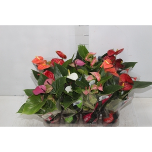 ANTHURIUM VARIADO P09