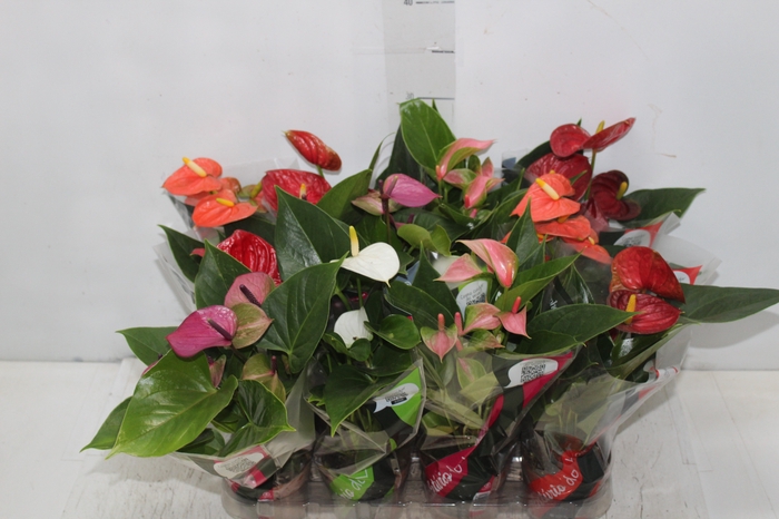 <h4>ANTHURIUM VARIADO P09</h4>