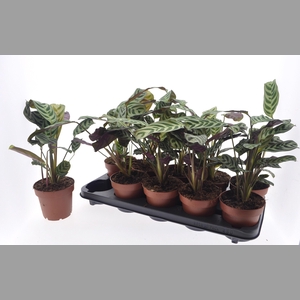 CTENANTHE BURLE-MARX