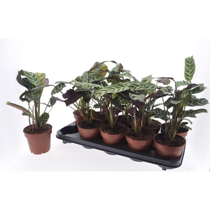 CTENANTHE BURLE-MARX