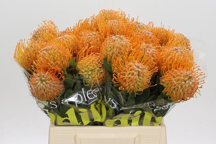 <h4>Nutans Soleil</h4>