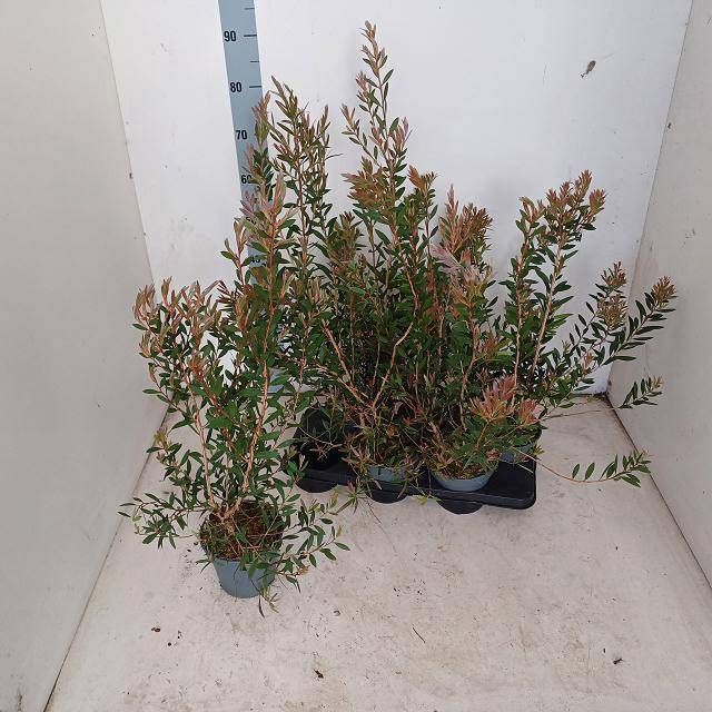 <h4>CALLISTEMON SPECIOSU</h4>