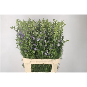 Delph Rids Lilac