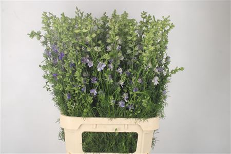 <h4>Delph Rids Lilac</h4>
