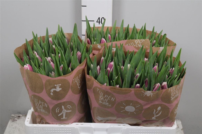 <h4>Tu En Picardy</h4>