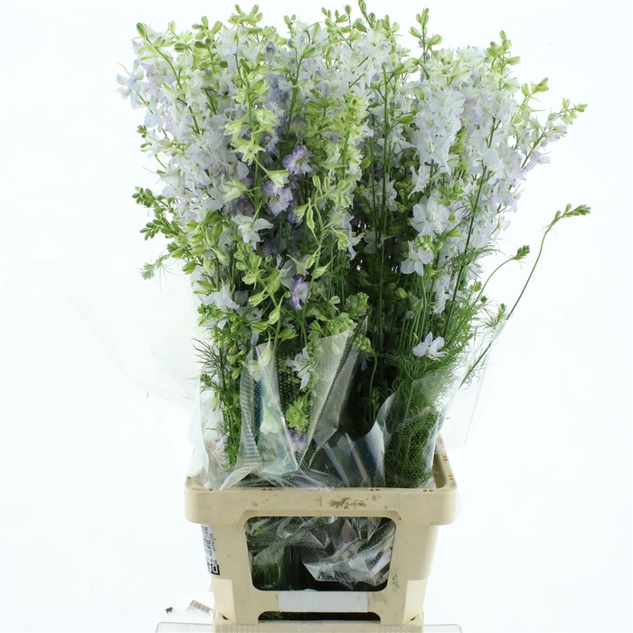 <h4>Delphinium Aj Lavendel</h4>
