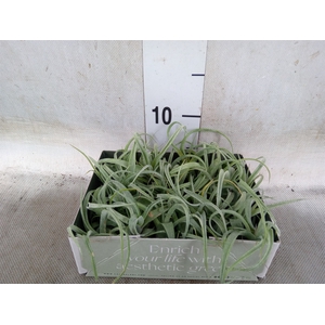 Tillandsia