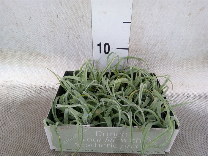 <h4>Tillandsia</h4>