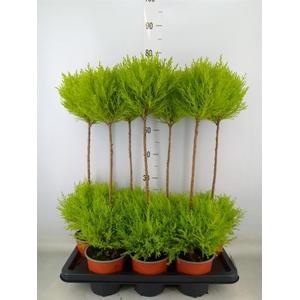 Cupressus macro. 'Goldcrest' .shape