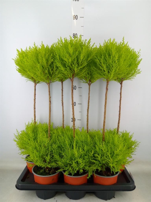 <h4>Cupressus macro. 'Goldcrest' .shape</h4>