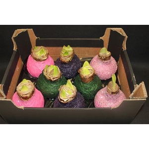 Amaryllis Topline Mix