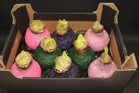 <h4>Amaryllis Topline Mix</h4>