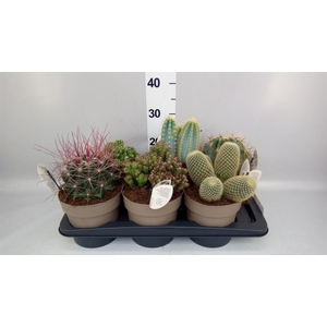 Cactus ...mix