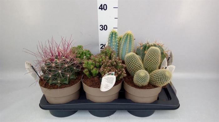 <h4>Cactus   ...mix</h4>