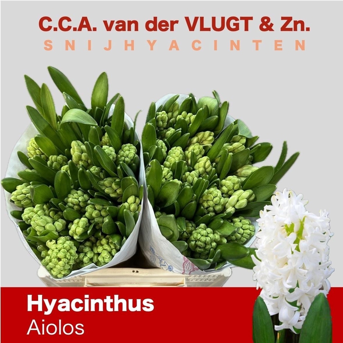 <h4>HYAC AIOLOS</h4>