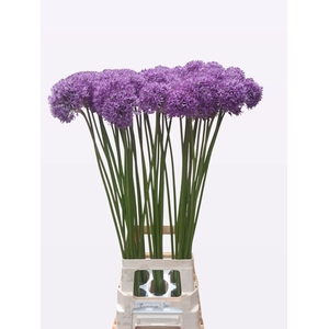 ALLIUM GLADIATOR