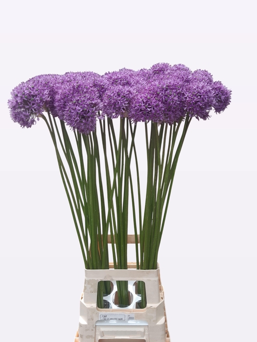 <h4>ALLIUM GLADIATOR</h4>