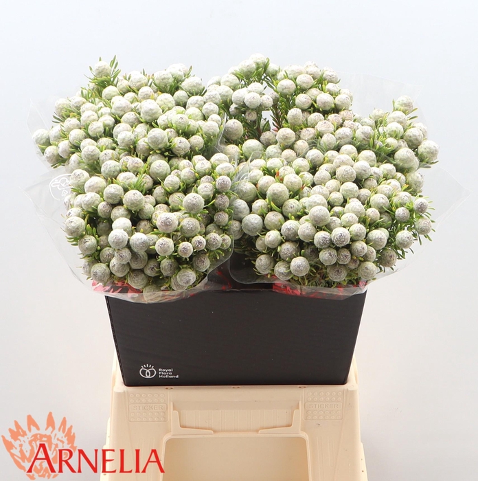 <h4>Leucadendron Ayoba Jade Pearl (vertakt)</h4>