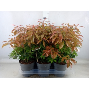 Pieris japonica 'Mountain Fire'