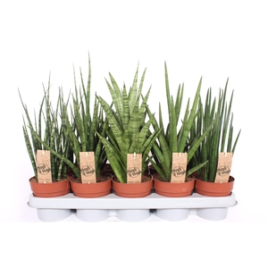 Sansevieria Luxe mix