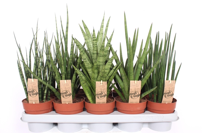 <h4>Sansevieria Luxe mix</h4>