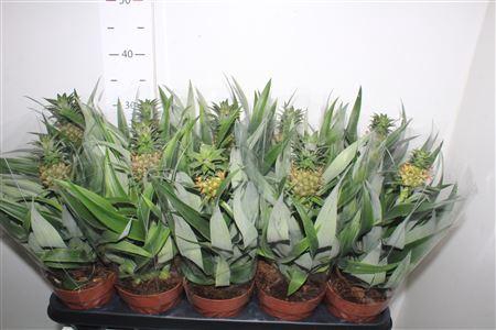 <h4>Ananas Mi Amigo</h4>