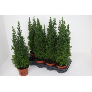 CHAM THY TOP POINT P13