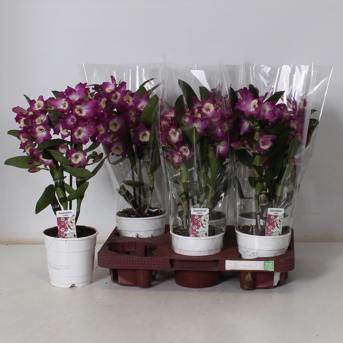 <h4>DEND NOBILE</h4>