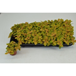 Fittonia Mosaic Skeleton