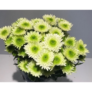 Chr Spray Green Cocoon