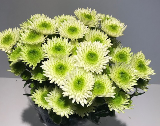 Chr Spray Green Cocoon
