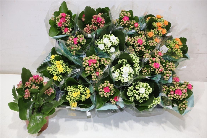 <h4>Kal Ge Ro Gem 5 Kl</h4>