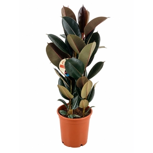 Ficus abidjan