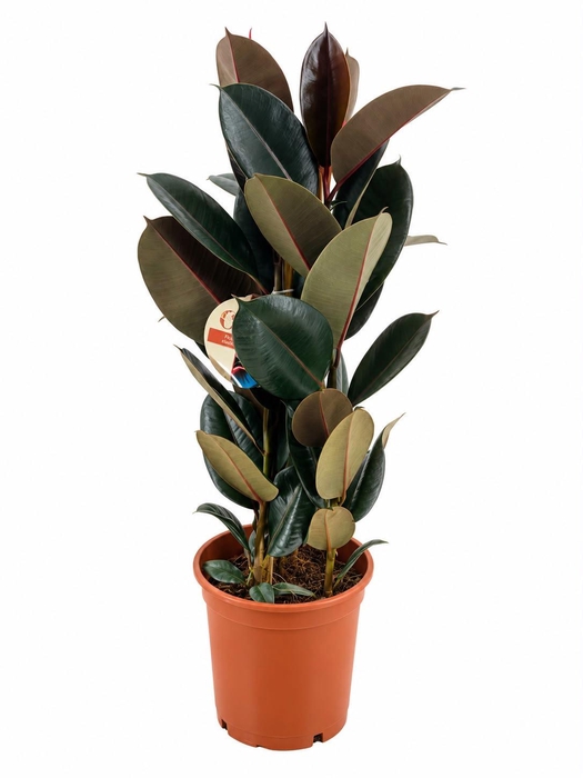 <h4>Ficus abidjan</h4>