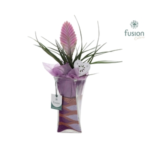 Glazen Twistervaas met Tillandsia