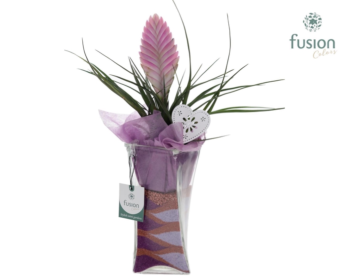 <h4>Glazen Twistervaas met Tillandsia</h4>