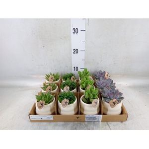 Succulents   ...mix 3