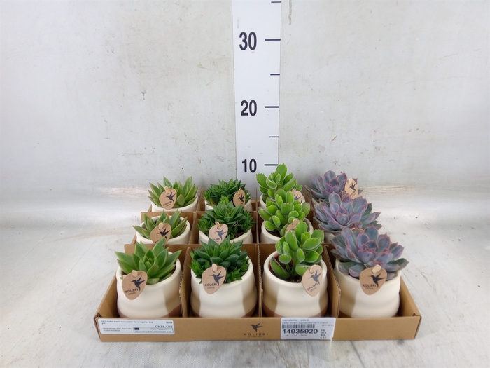 <h4>Succulents   ...mix 3</h4>