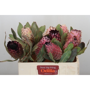 Protea Barbigera