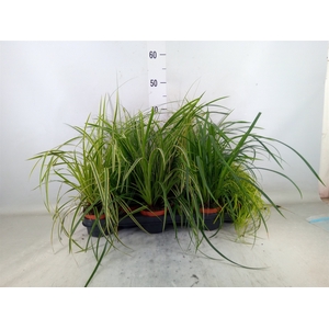 Carex   ...mix