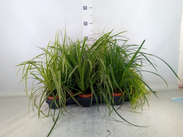 <h4>Carex   ...mix</h4>