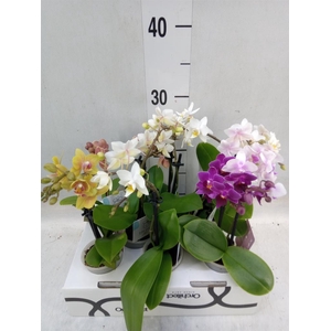 Phalaenopsis   ...mini