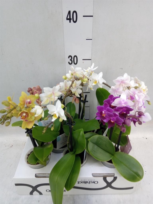 <h4>Phalaenopsis   ...mini</h4>