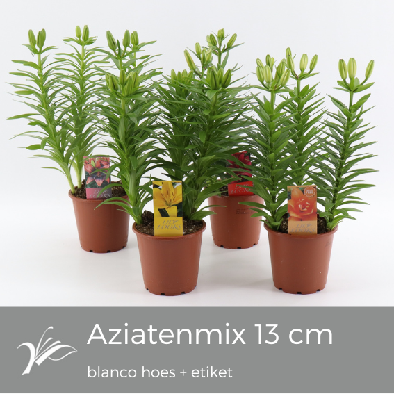 <h4>Lilium Tiny mix blanco hoes+etiket (az. lelie)</h4>