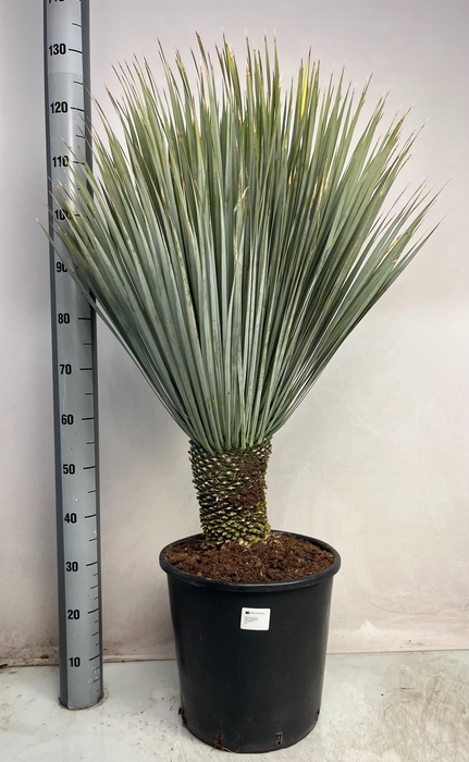 <h4>YUC ROSTRATA</h4>