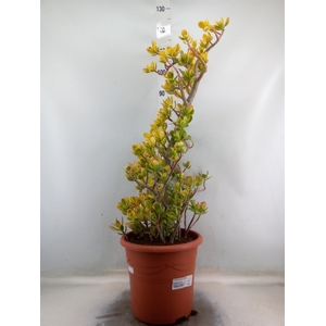 Crassula ovata 'Sunset'