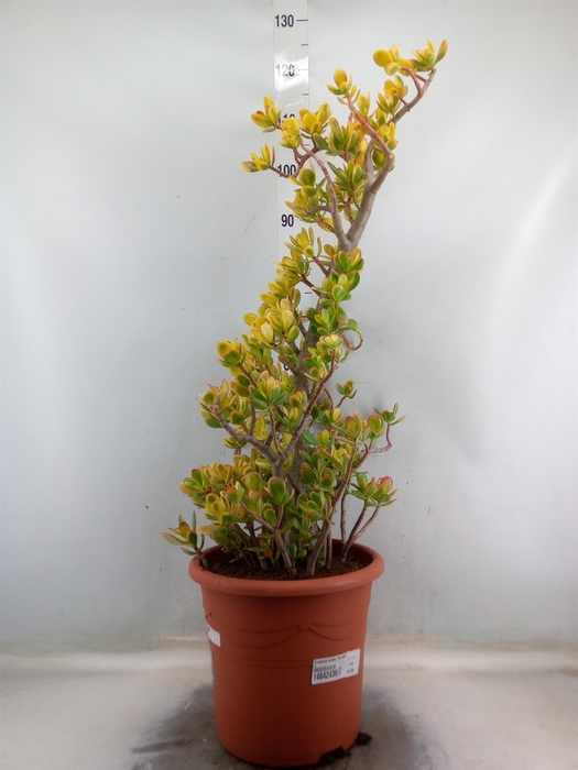 <h4>Crassula ovata 'Sunset'</h4>